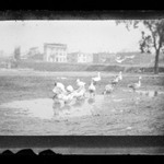 Geese, 4th Avenue, Brooklyn