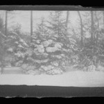 Snow Trees, Prospect Park, Brooklyn