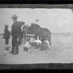 Horse and Carriage, Coney Island, Brooklyn