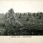 Harvest Field, East Hampton, Long Island