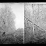 Up the Trout Brook, New Lots, Brooklyn