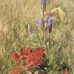 Fringed Gentians