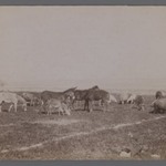 [Untitled], One of 274 Vintage Photographs