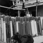 Cow and Silk, Benares