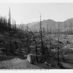 Old Clear Cut in Clearwater Creek