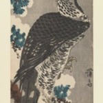 Hawk on a Snowy Pine Branch