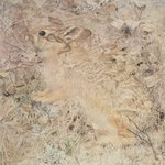 The Cotton-Tail Rabbit among Dry Grasses and Leaves