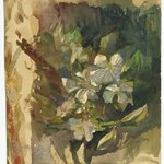 Apple Blossoms in Sunlight