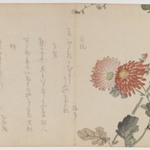 Chrysanthemums