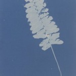 Trichomanes Crispum (Jamaica)