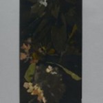 Rhododendrons