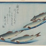 School of Five Seat Trout