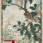 Owls on Tree Limb