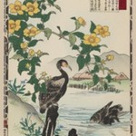 Cormorant