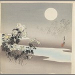 Chrysanthemums by Stream
