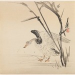 Goose Behind Grasses