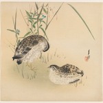 Two Quail