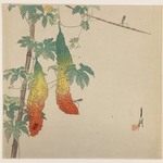 Gourds and Wasp