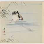 Diving Mallard