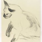 Siamese Cat