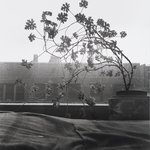 Window Plant