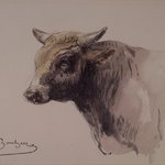 Head of a Bull