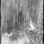 The White Heron