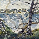 Gulls at Shipwreck Bay
