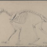 Skeleton of a Cat