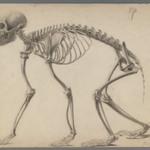 Skeleton of a Primate