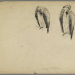 Vultures