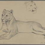 Seated Lioness