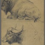 Brahman bulls (recto) and Bison and Head of Water Buffalo (verso)