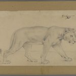 Striding Lioness