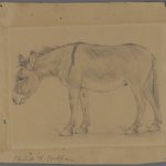 Donkey