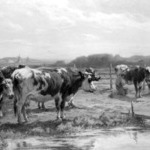 Milking Time in Holland