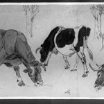 Cattle