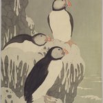 Arctic Birds