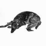 Wolfhound