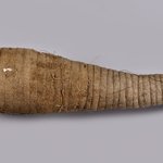 Hawk Mummy