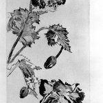 Fleurs