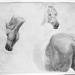 Study of Horses