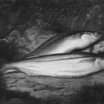California Smelt