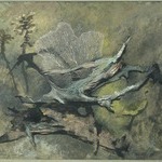 Driftwood