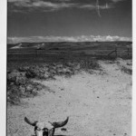 Overgrazed Land, Pennington Co., Dakota