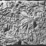 Relief of Vetch Plant