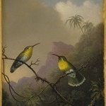 Two Humming Birds: "Copper-tailed Amazili"