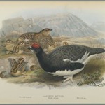 Lagopus Mutus, Summer Plumage: Common Ptarmigan