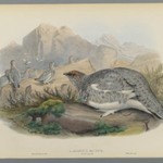 Lagopus Mutus, Autumn Plumage: Common Ptarmigan