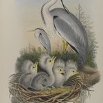 Ardea Cinerea - Heron
